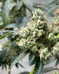 The Ultimate Guide to Cannabis Seeds Alberta The Ultimate Guide to Cannabis Seeds Alberta