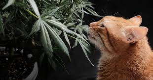 The Ultimate Guide to Cannabis Seeds Alberta The Ultimate Guide to Cannabis Seeds Alberta