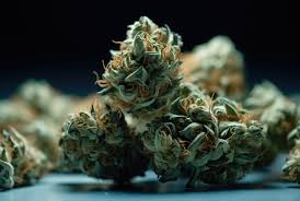 The Ultimate Guide to Cannabis Seeds Alberta The Ultimate Guide to Cannabis Seeds Alberta